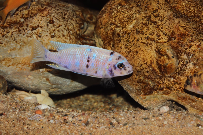 Maylandia zebra 'Likoma Island'